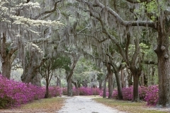 Springtime in Savannah, Georgia