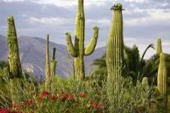 Desert Cactus