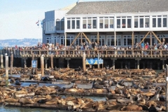 SF Pier 39 802285-fishermans-wharf1